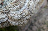 Auricularia mesenterica