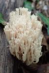 Ramaria