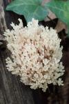 Ramaria
