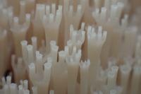 Ramaria