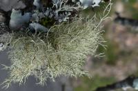 Usnea