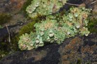 Cladonia