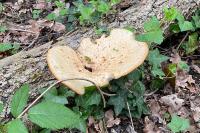 Polyporus squamosus