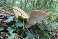 Polyporus squamosus