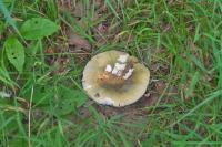 Russula aeruginea