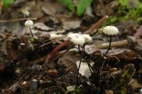 Marasmius rotula