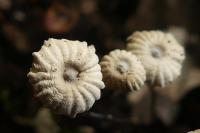 Marasmius rotula