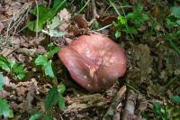 Russula olivacea