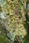 Lobaria pulmonaria