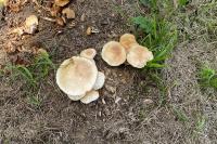 Cyclocybe cylindracea