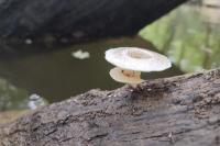 Lentinus tigrinus