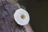 Lentinus tigrinus