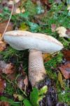 Leccinum scabrum