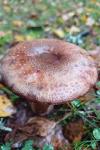 Amanita rubescens