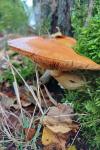 Gymnopilus junonius