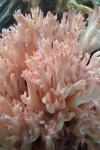 Ramaria stricta