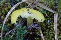 Hygrophorus hypothejus