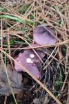 Russula torulosa