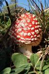 Amanita muscaria