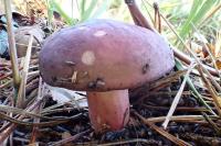 Russula sardonia