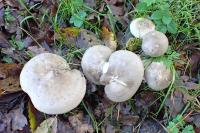 Clitocybe nebularis