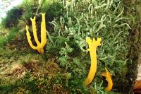 Calocera viscosa