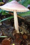 Mycena rosea