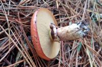 Suillus luteus