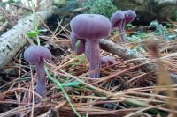 Laccaria amethystina