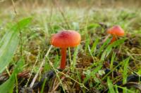 Hygrocybe conica