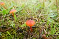 Hygrocybe conica