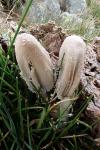 Coprinopsis nivea