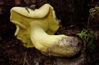 Tricholoma sulphureum