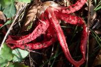 Clathrus archeri