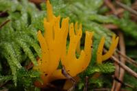 Calocera viscosa