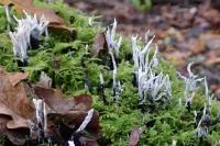 Xylaria hypoxylon