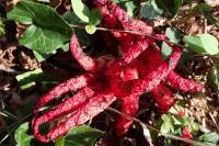 Clathrus archeri