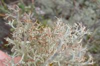 Cladonia portentosa