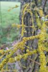 Xanthoria parietina