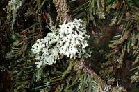 Hypogymnia physodes