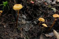 Galerina jaapii
