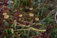 Galerina farinacea