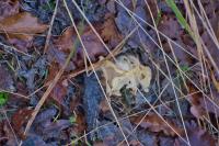 Helvella crispa