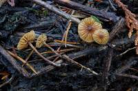 Galerina nana
