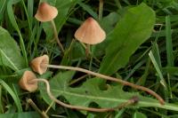 Conocybe siennophylla