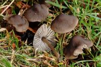 Hydropus scabripes