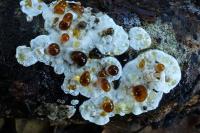 Physisporinus sanguinolentus