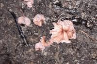 Laccaria tortilis