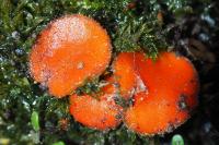 Scutellinia