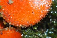 Scutellinia